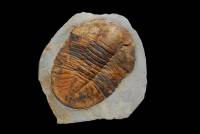 Trilobite géant - 25 cm environ